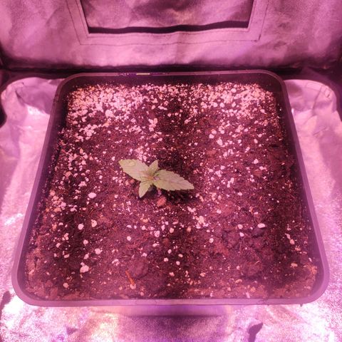 Cream Mandarine F1 Fast Version growlog timeline photo