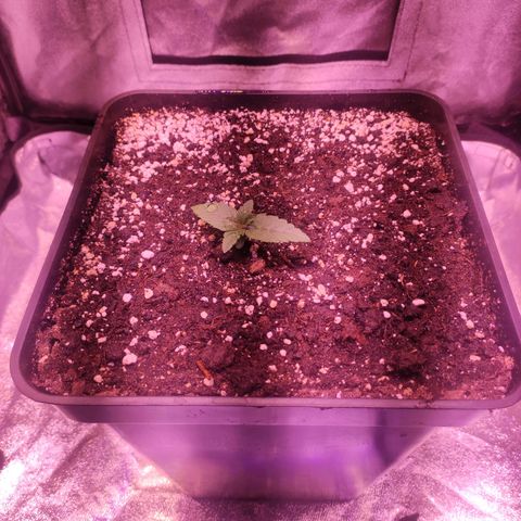 Cream Mandarine F1 Fast Version growlog timeline photo