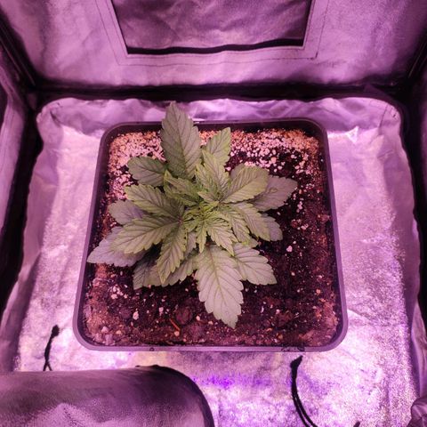 Cream Mandarine F1 Fast Version growlog timeline photo