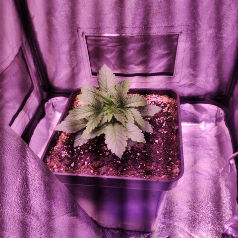 Cream Mandarine F1 Fast Version growlog timeline photo