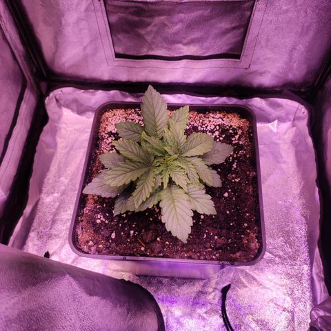 Cream Mandarine F1 Fast Version growlog timeline photo