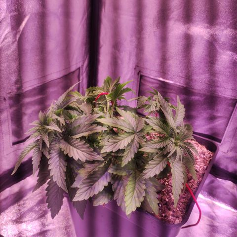 Cream Mandarine F1 Fast Version growlog timeline photo
