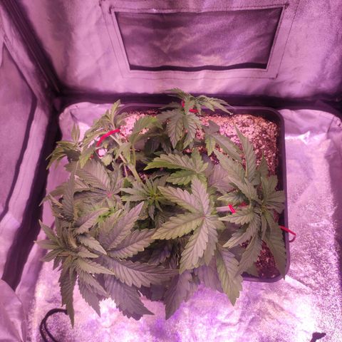 Cream Mandarine F1 Fast Version growlog timeline photo