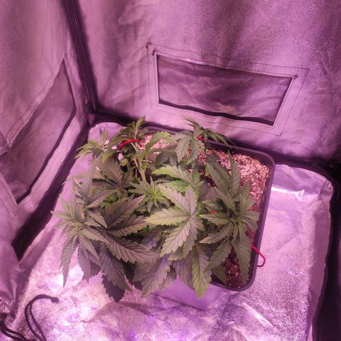 Cream Mandarine F1 Fast Version growlog timeline photo