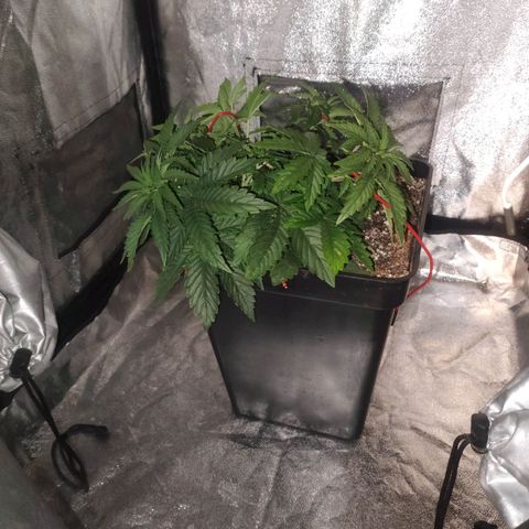 Cream Mandarine F1 Fast Version growlog timeline photo