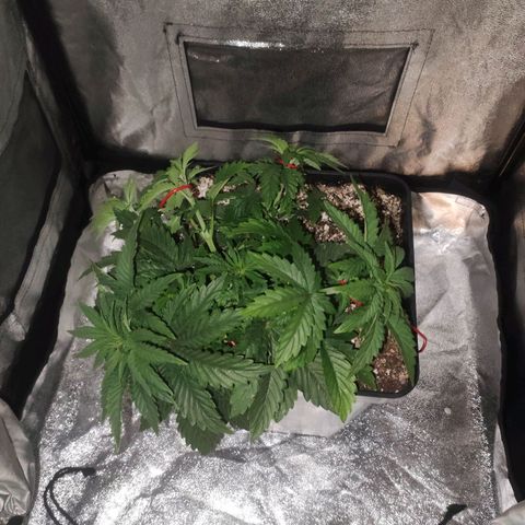 Cream Mandarine F1 Fast Version growlog timeline photo