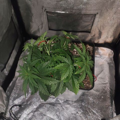 Cream Mandarine F1 Fast Version growlog timeline photo