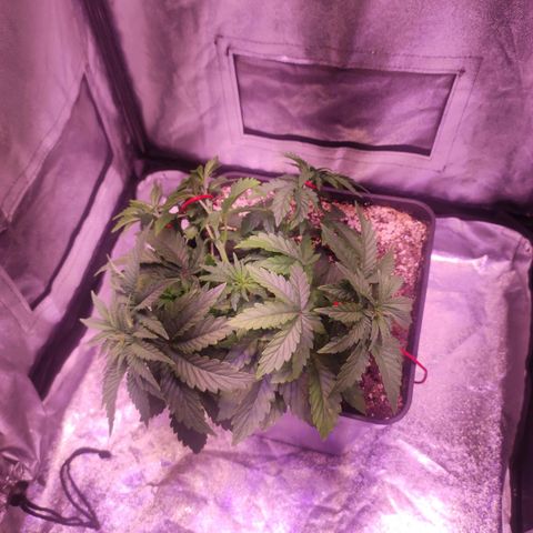 Cream Mandarine F1 Fast Version growlog timeline photo
