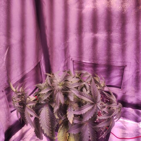 Cream Mandarine F1 Fast Version growlog timeline photo