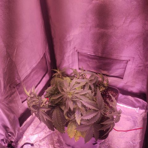 Cream Mandarine F1 Fast Version growlog timeline photo
