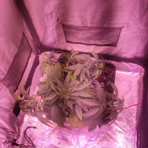 Cream Mandarine F1 Fast Version growlog timeline photo