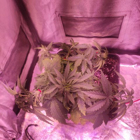 Cream Mandarine F1 Fast Version growlog timeline photo