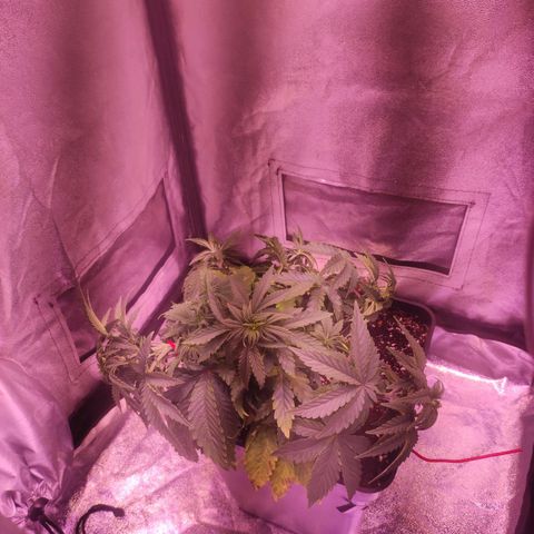 Cream Mandarine F1 Fast Version growlog timeline photo