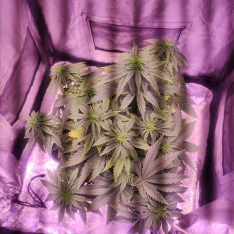Cream Mandarine F1 Fast Version growlog timeline photo