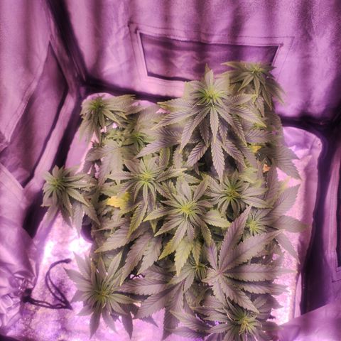 Cream Mandarine F1 Fast Version growlog timeline photo