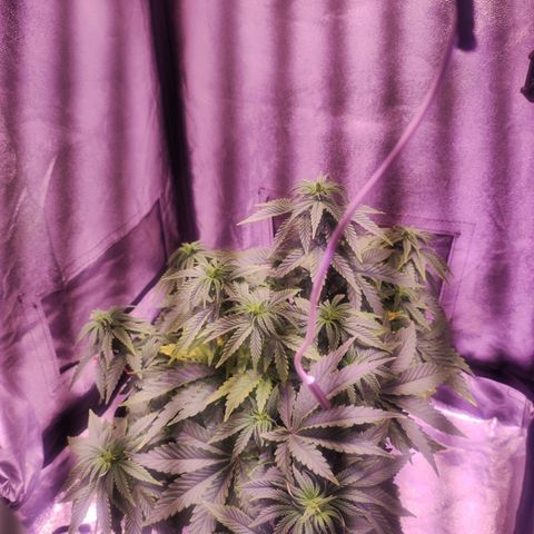 Cream Mandarine F1 Fast Version growlog timeline photo