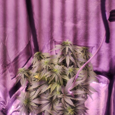 Cream Mandarine F1 Fast Version growlog timeline photo