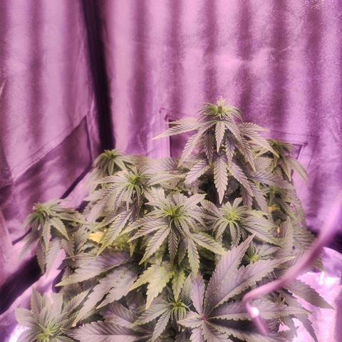 Cream Mandarine F1 Fast Version growlog timeline photo