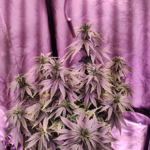 Cream Mandarine F1 Fast Version growlog timeline photo