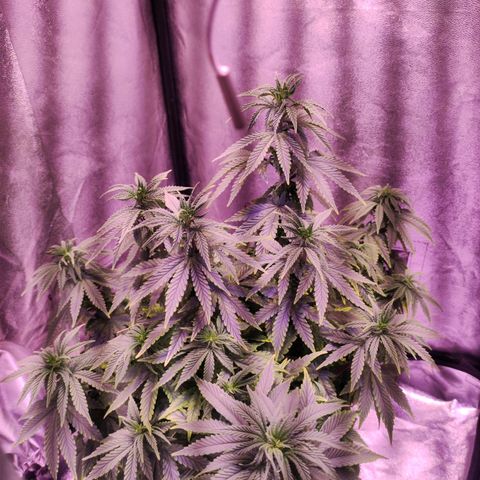 Cream Mandarine F1 Fast Version growlog timeline photo