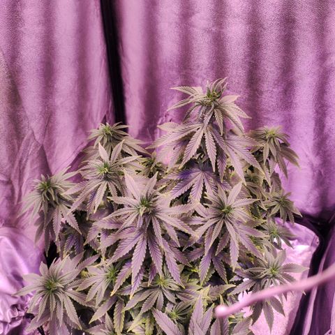 Cream Mandarine F1 Fast Version growlog timeline photo