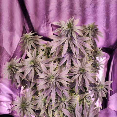 Cream Mandarine F1 Fast Version growlog timeline photo