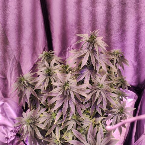 Cream Mandarine F1 Fast Version growlog timeline photo