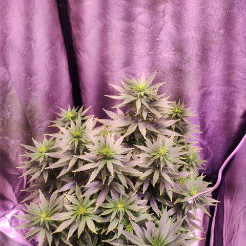 Cream Mandarine F1 Fast Version growlog timeline photo