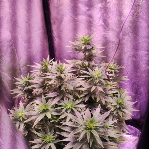 Cream Mandarine F1 Fast Version growlog timeline photo
