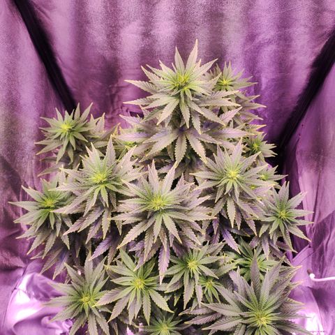 Cream Mandarine F1 Fast Version growlog timeline photo