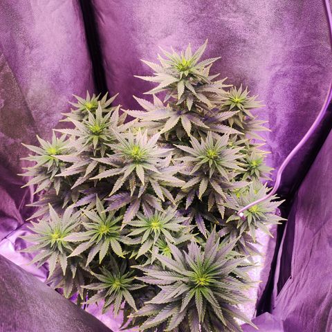 Cream Mandarine F1 Fast Version growlog timeline photo