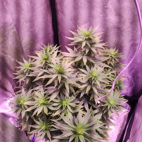 Cream Mandarine F1 Fast Version growlog timeline photo