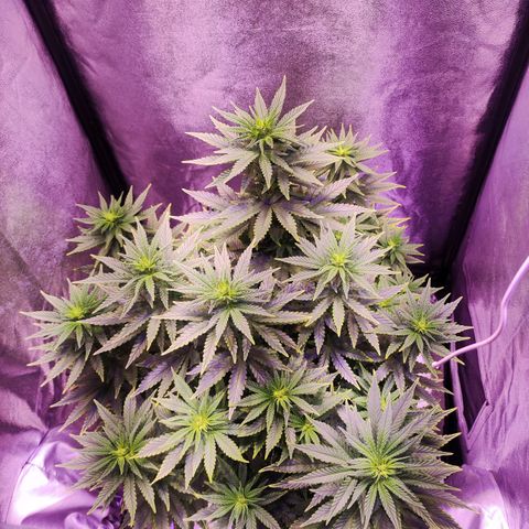 Cream Mandarine F1 Fast Version growlog timeline photo