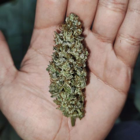 Gorilla Ghost growlog photo: Flor entera: se perciben aromas tipo mango, menta, pino, lavanda un toque cítrico tipo lima. 

En boca en seco,se siente muy "perfume" predomina la lavanda y sabores dulces y el  pino, aparecen además unas nota de tierra húmeda y sus pinceladas cítricas, muy rico. 