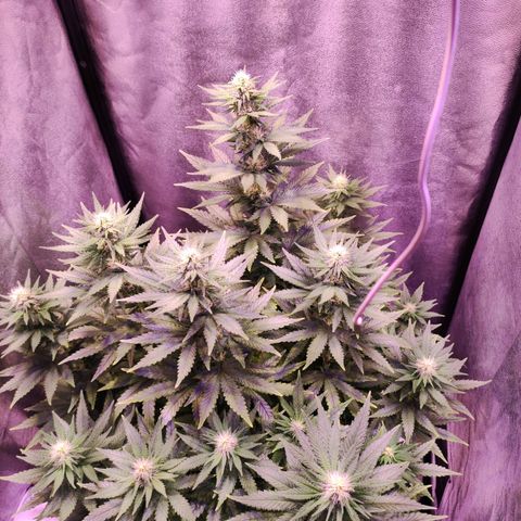 Cream Mandarine F1 Fast Version growlog timeline photo