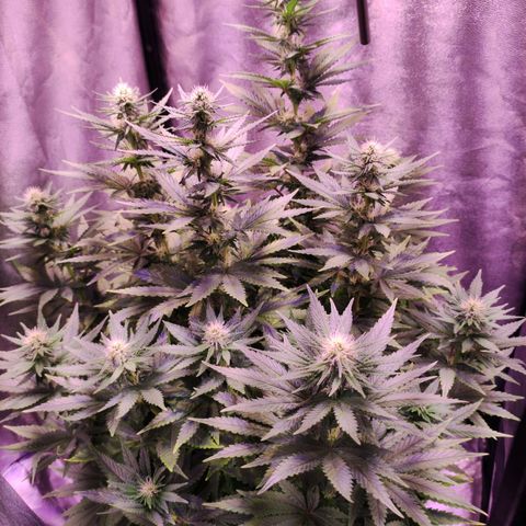 Cream Mandarine F1 Fast Version growlog timeline photo