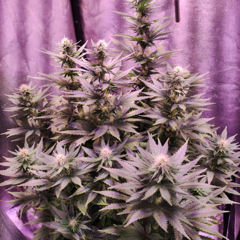 Cream Mandarine F1 Fast Version growlog timeline photo