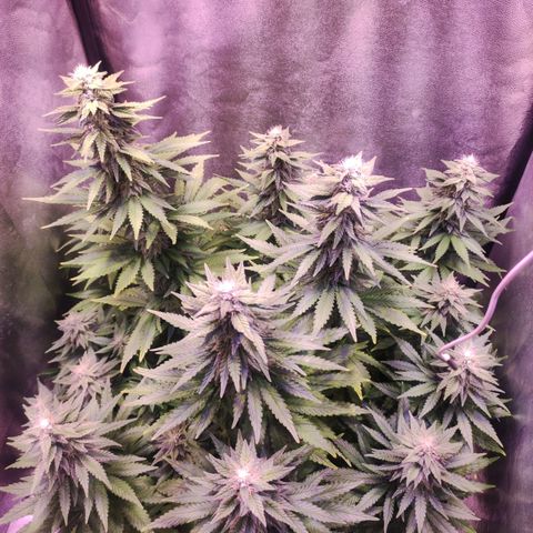 Cream Mandarine F1 Fast Version growlog timeline photo