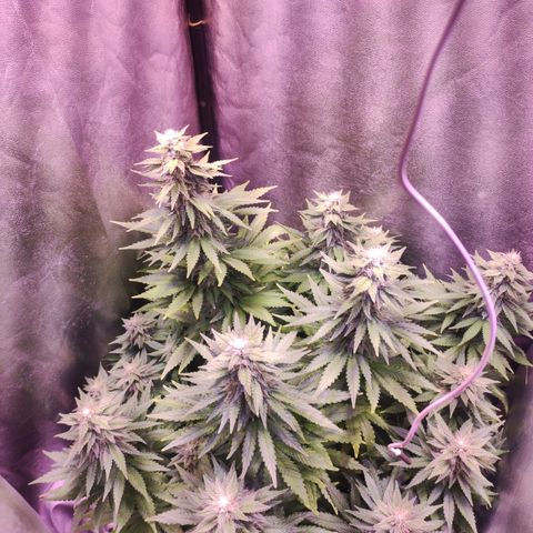 Cream Mandarine F1 Fast Version growlog timeline photo