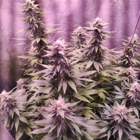 Cream Mandarine F1 Fast Version growlog timeline photo