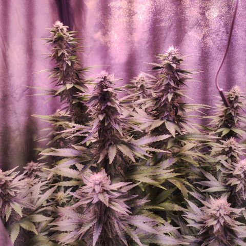 Cream Mandarine F1 Fast Version growlog timeline photo