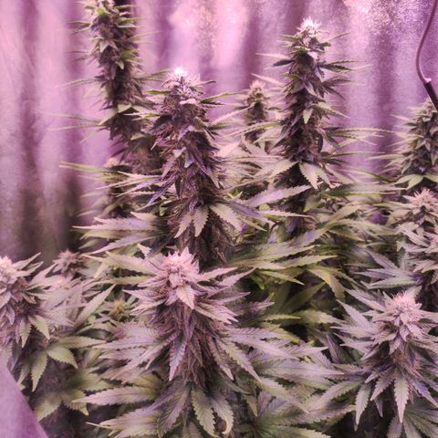 Cream Mandarine F1 Fast Version growlog timeline photo
