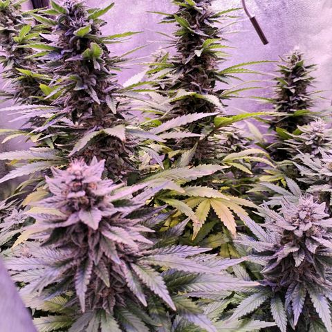 Cream Mandarine F1 Fast Version growlog timeline photo