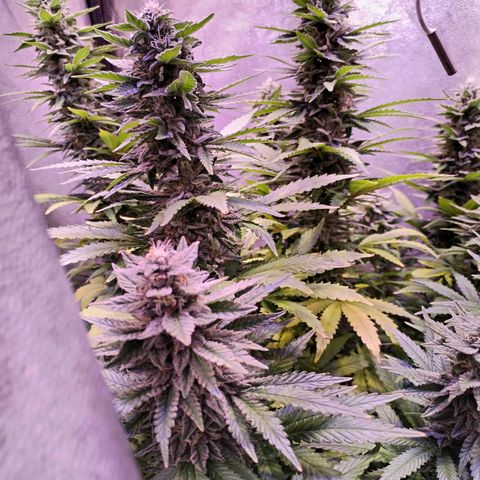 Cream Mandarine F1 Fast Version growlog timeline photo