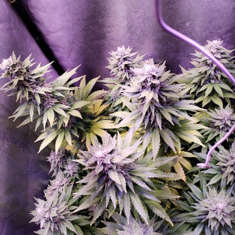 Cream Mandarine F1 Fast Version growlog timeline photo