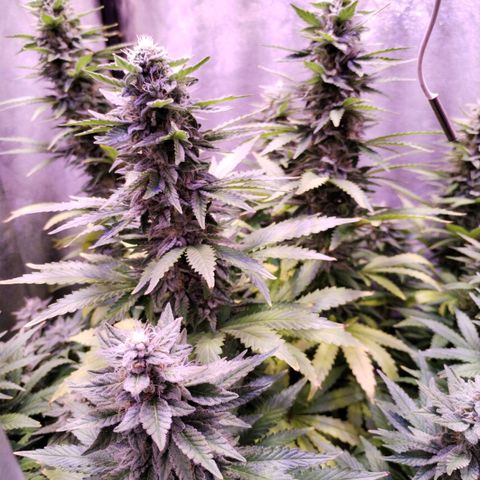 Cream Mandarine F1 Fast Version growlog timeline photo