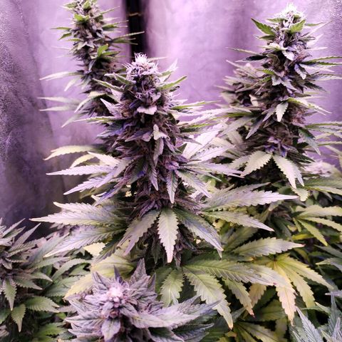 Cream Mandarine F1 Fast Version growlog timeline photo