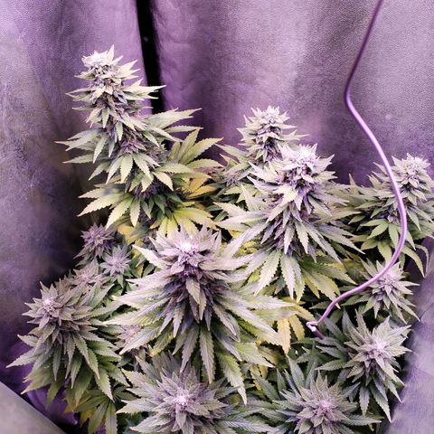 Cream Mandarine F1 Fast Version growlog timeline photo