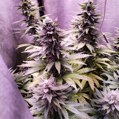 Cream Mandarine F1 Fast Version growlog timeline photo