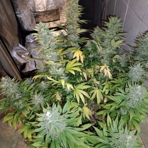 Cream Mandarine F1 Fast Version growlog timeline photo